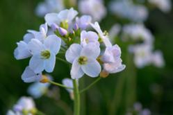 Cuckoo Flower - (c) Brian Eversham, The Wildlife Trust.